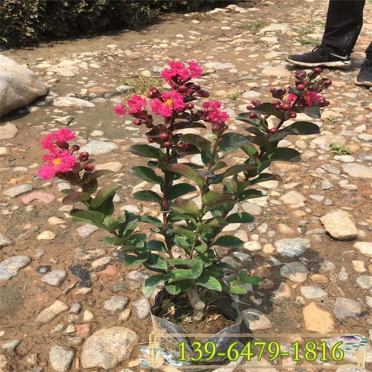美国大红花紫薇盆栽 地栽百日红树苗小苗 紫薇营养钵苗