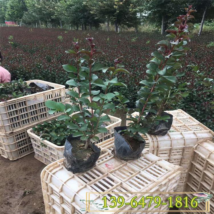 美国红叶紫薇高30~60cm营养钵苗 大花紫薇简单介绍