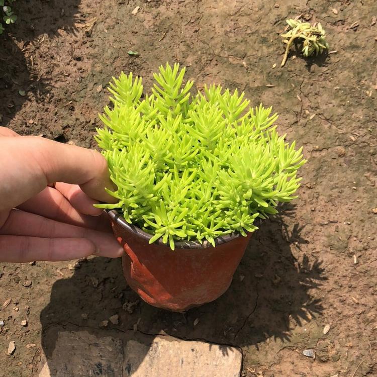 佛甲草批发价格 金叶佛甲草 佛甲草花海工程用苗