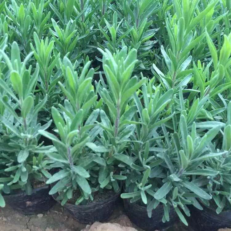 河南薰衣草大量供应 薰衣草大量供应