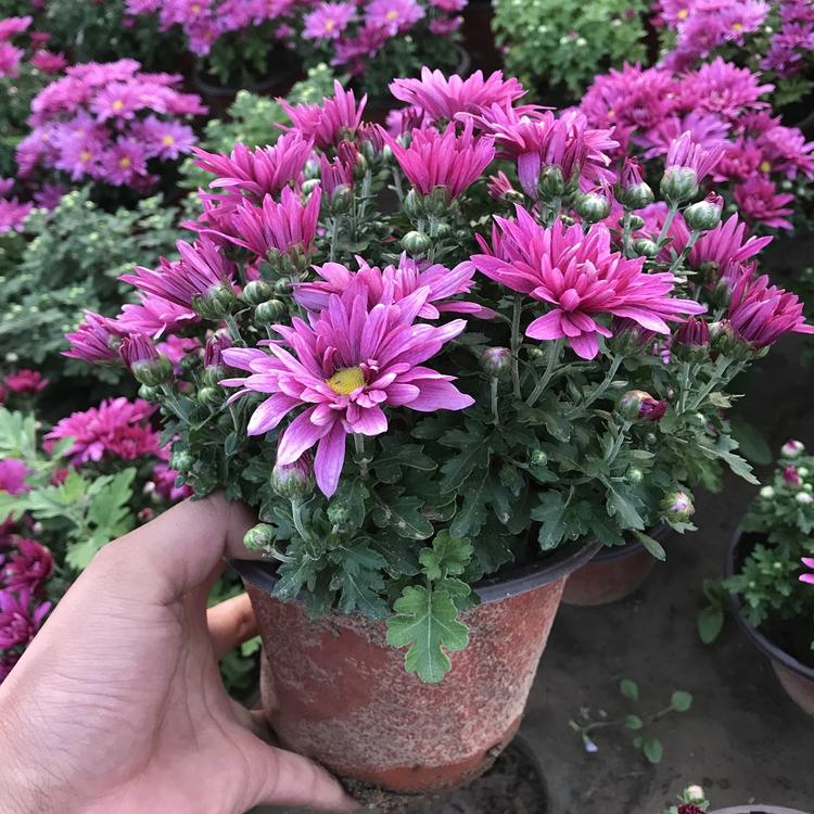 苗圃直供 地邦大菊花批发商 青州大菊花种植