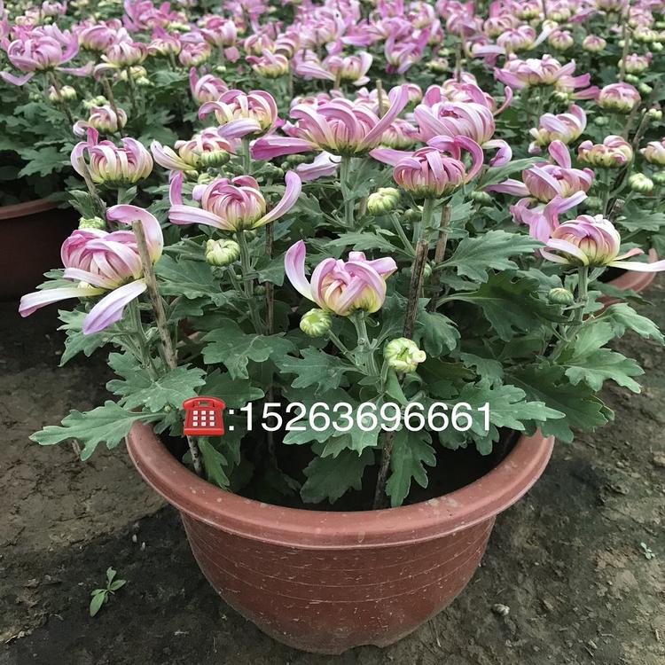 期待您的到来大菊花供应商 菊花种植基地 地邦