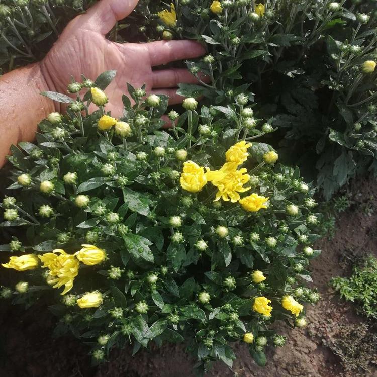 快打进电话来国庆菊盆栽 国庆菊种植基地  国庆菊造型设计