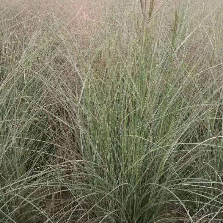 潍坊细叶芒大量供应 细叶芒大量供应