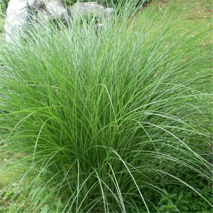 安徽细叶芒种植基地 细叶芒小苗供应 青州地被观赏草