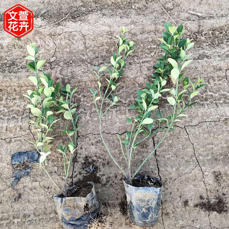 小叶扶芳藤销售 好苗预定 护坡用爬行卫矛