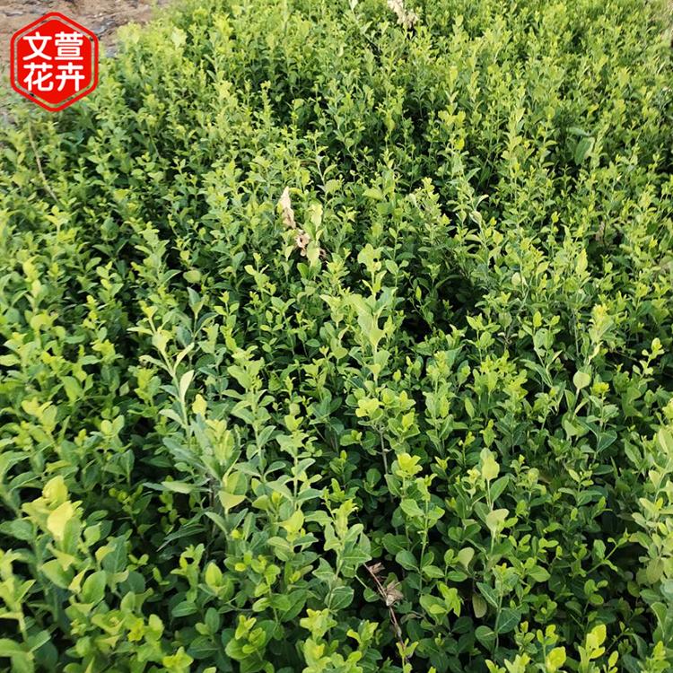 小叶扶芳藤销售 欢迎电话联系 工地用小叶扶芳藤