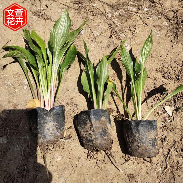 文萱花卉 地被绿化植物玉簪山东玉簪价格