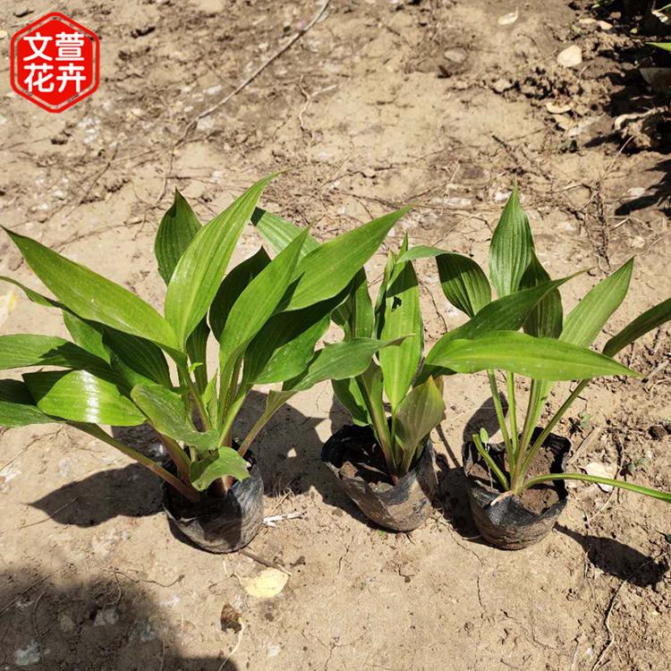 好苗供应 地被绿化植物玉簪山东玉簪基地