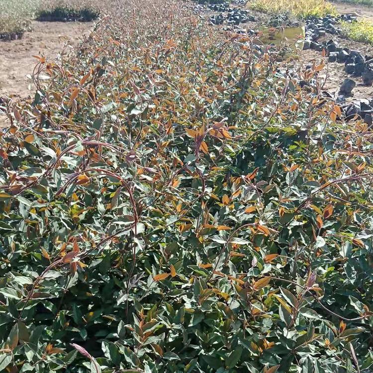 金银花小苗 金银花青州基地供应     杯苗有货
