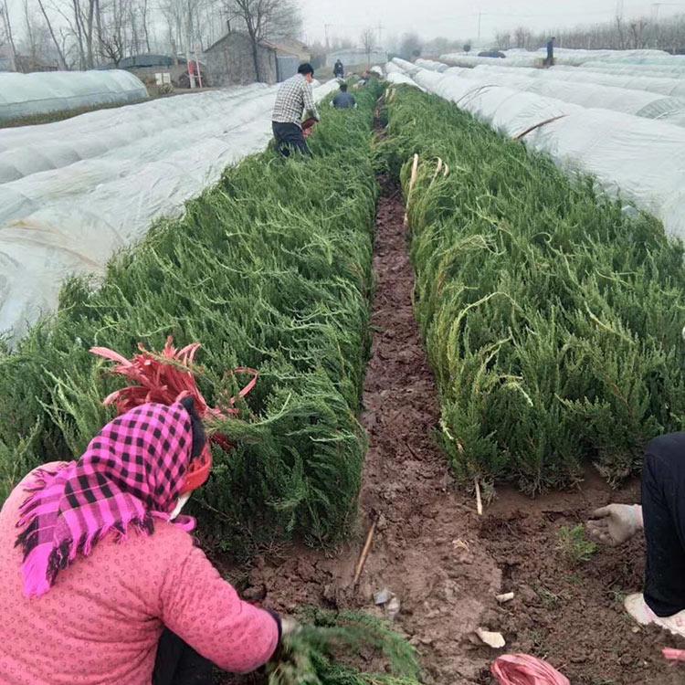 供应小龙柏 山东小龙柏基地批发 小龙柏灌木 腾骏花卉