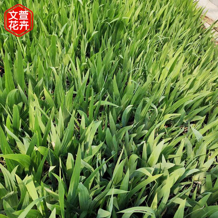 欢迎选购 鸢尾 鸢尾价格