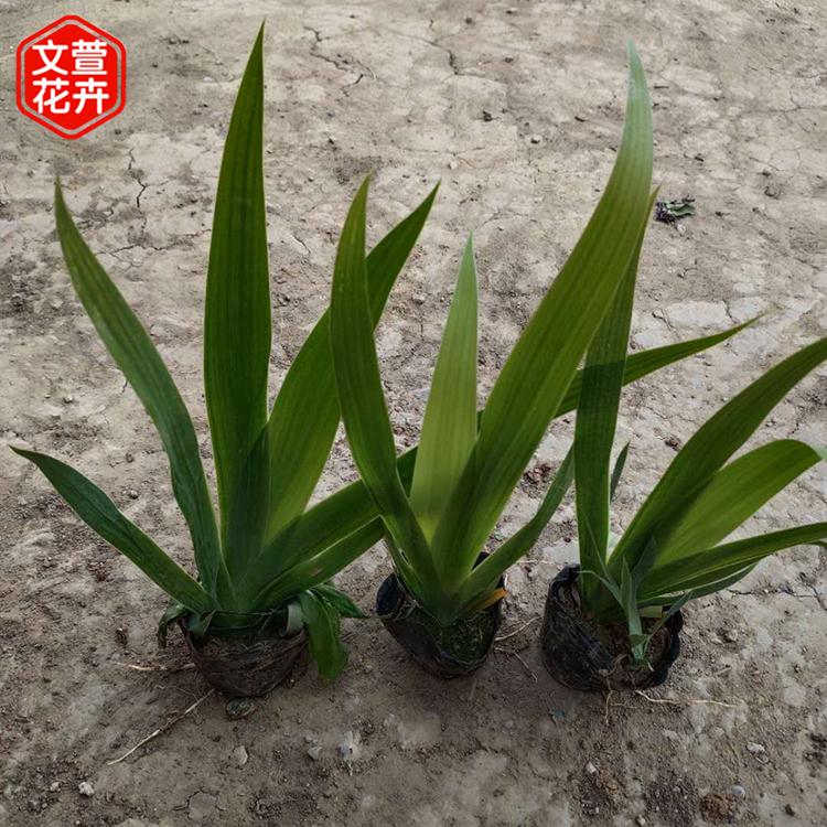蓝花鸢尾 鸢尾直销 苗圃基地批发