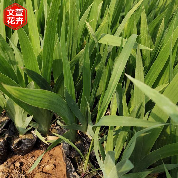 鸢尾 鸢尾种植基地 好苗出售