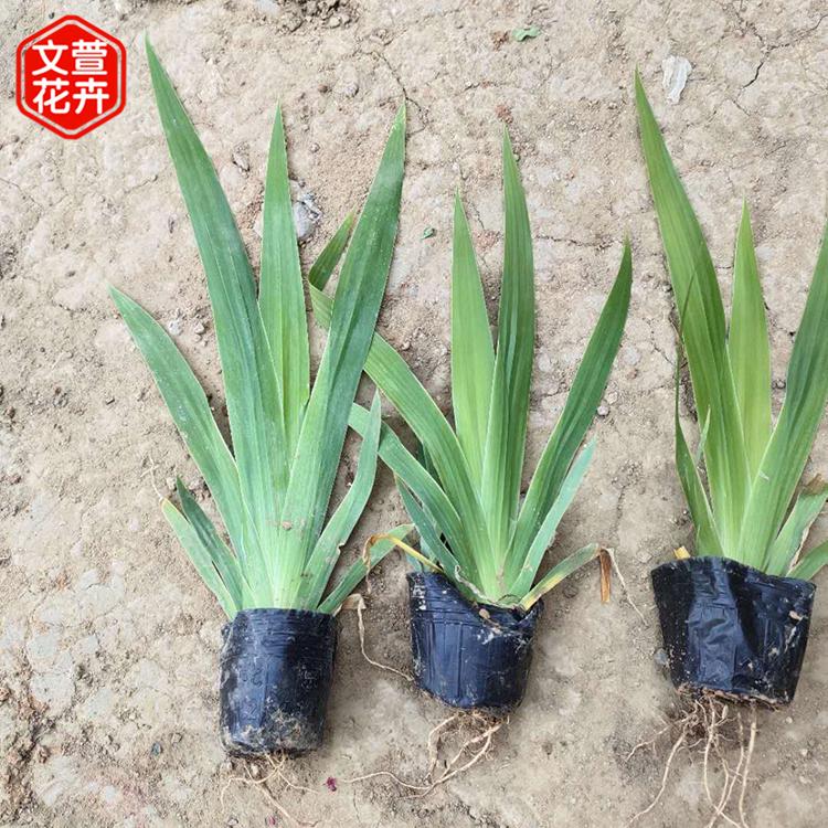 德国鸢尾 鸢尾批发商 好苗出售