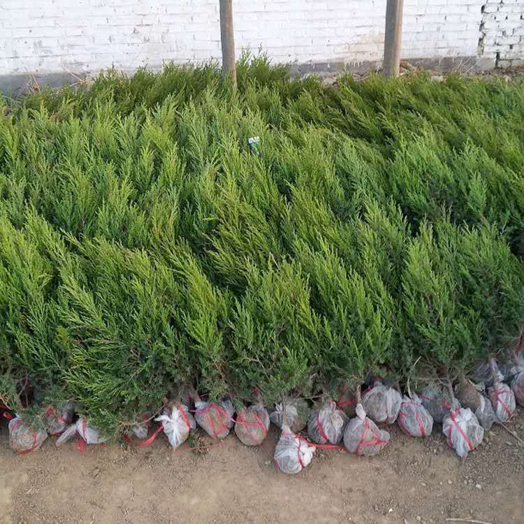 应季苗木 小龙柏小苗 小龙柏基地 青州小龙柏基地
