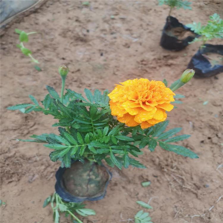 启景花卉孔雀草销售   孔雀草基地大量供应