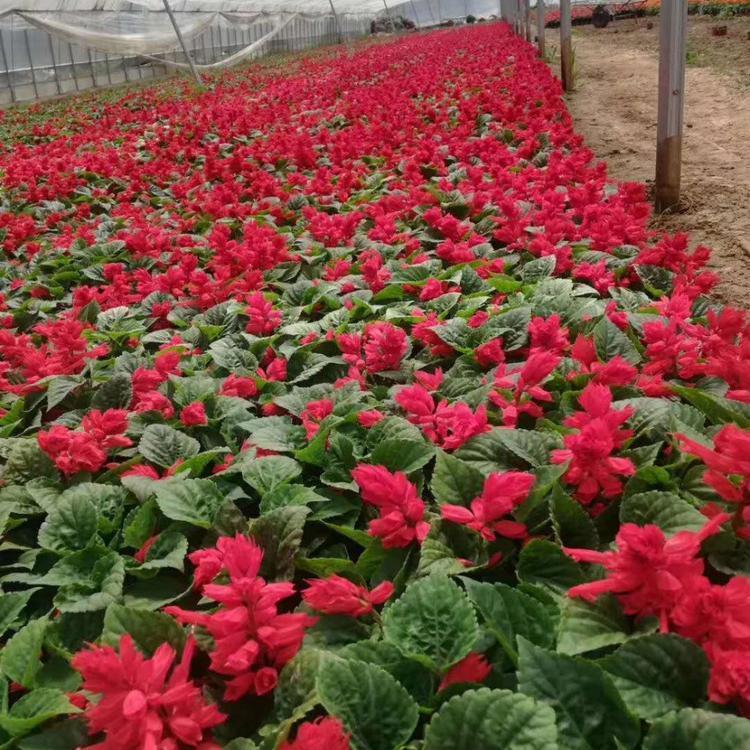 一串红小苗 一串红基地 开春好苗子 青州宿根草花批发