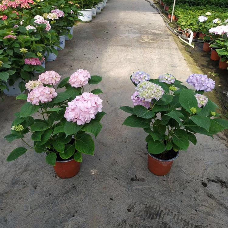 八仙花 庭院绿植 八仙花供应商