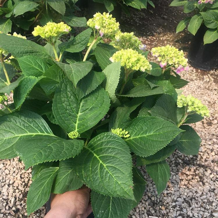 批发销售 八仙花基地直销 山东八仙花