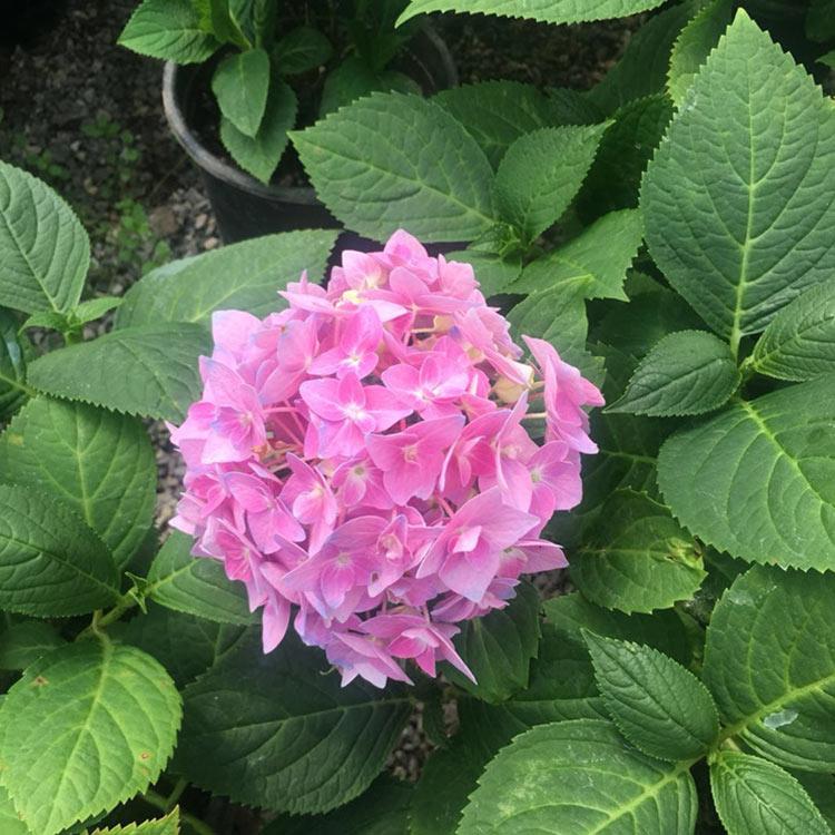 青州宿根花卉 八仙花供应商 山东八仙花