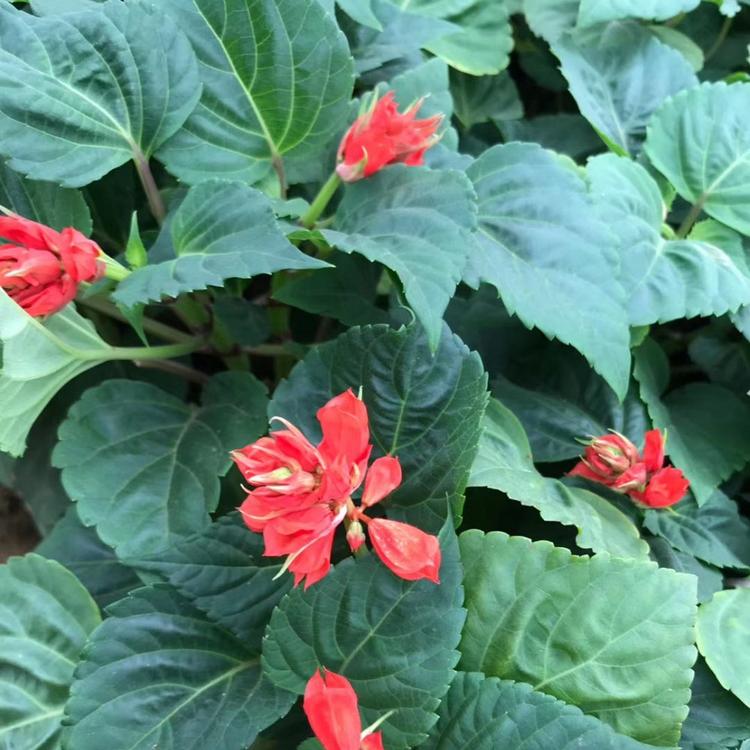 一串红批发  一支笔价格   草花基地