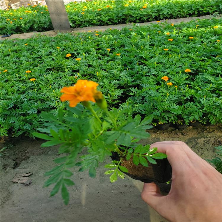 绿化用孔雀草  红雀草小苗种植基地    孔雀草批发报价