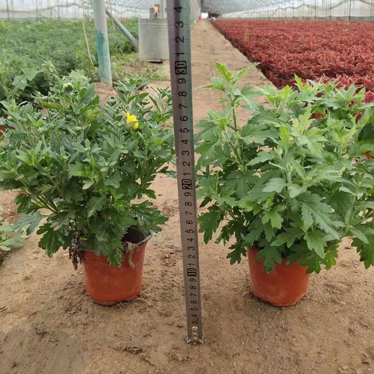 国庆菊培植基地 长势好 山东大盆国庆菊