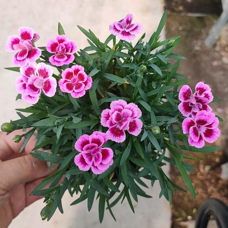 彩虹石竹培育 青州彩虹石竹小苗 万诺花卉
