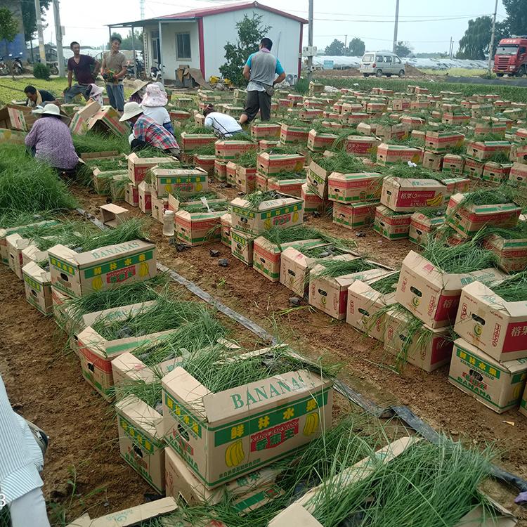 粉黛乱子草价格 山东花海工程苗批发 批发基地 粉黛乱子草小苗