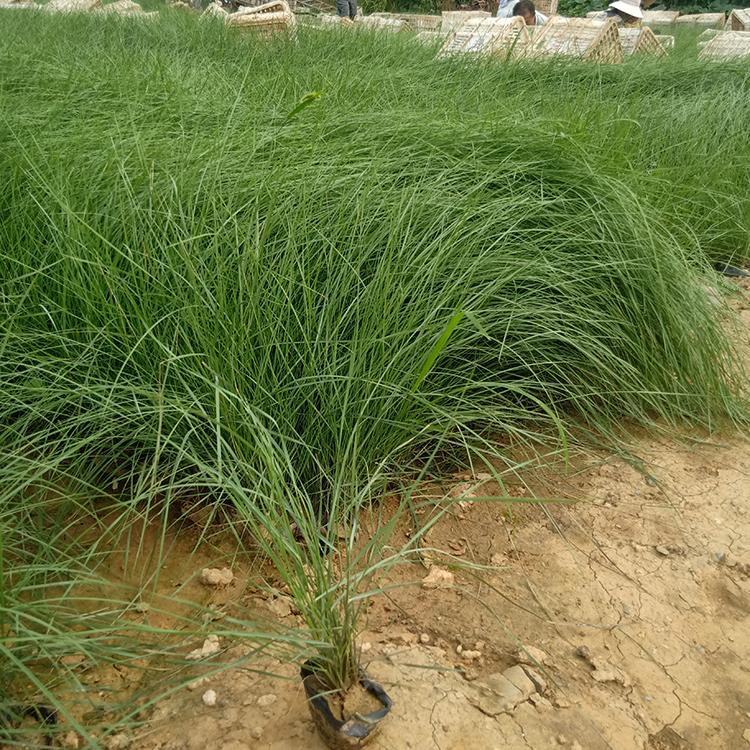 粉黛乱子草价格 山东花海工程苗批发 万诺 粉黛乱子草花海用苗