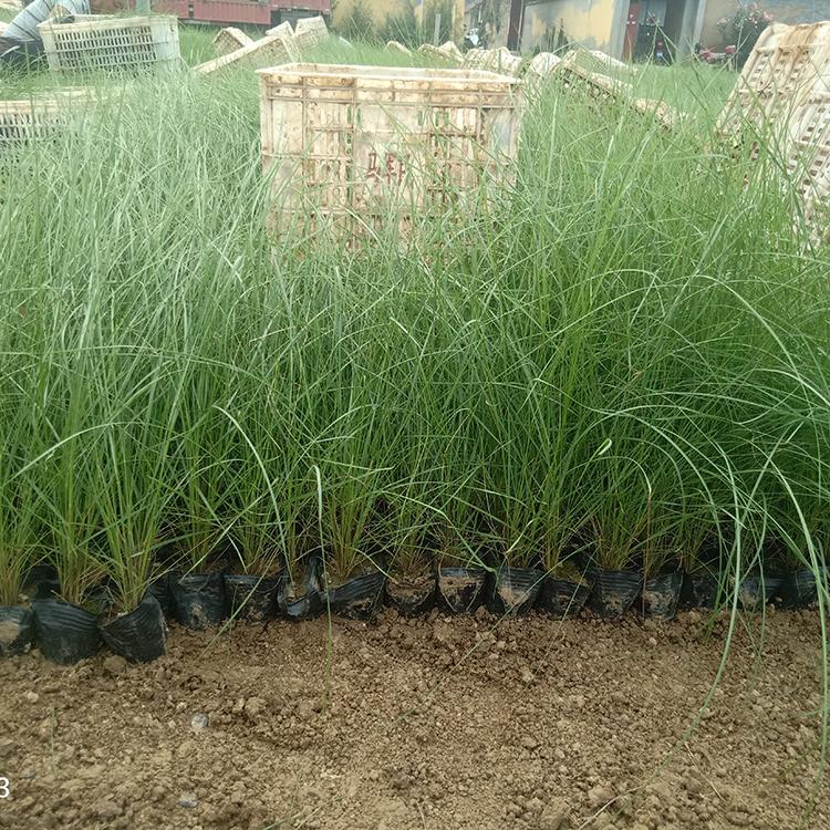 粉黛乱子草花海用苗 山东花海工程苗批发 花海优良品种 粉黛乱子草批发