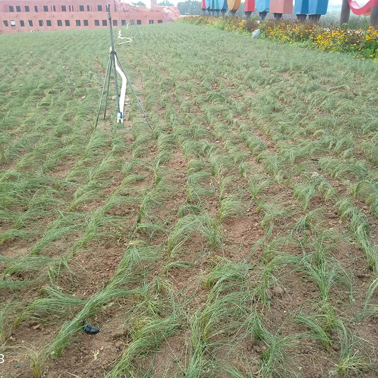 粉黛乱子草 青州花海用花卉基地 批发基地 粉黛乱子草价格