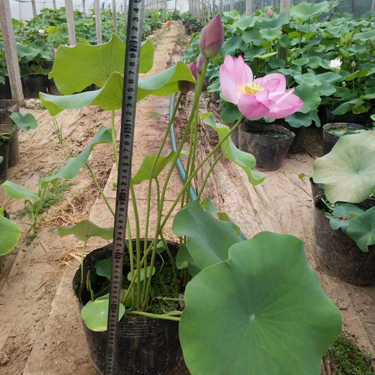 荷花价格 荷花 水体绿化用 青州水生植物