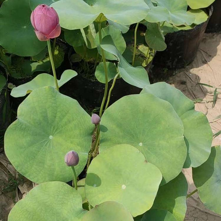 荷花基地 盆栽荷花 基地直销 青州水生植物