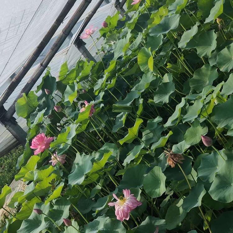 园林观赏用 荷花 荷花基地