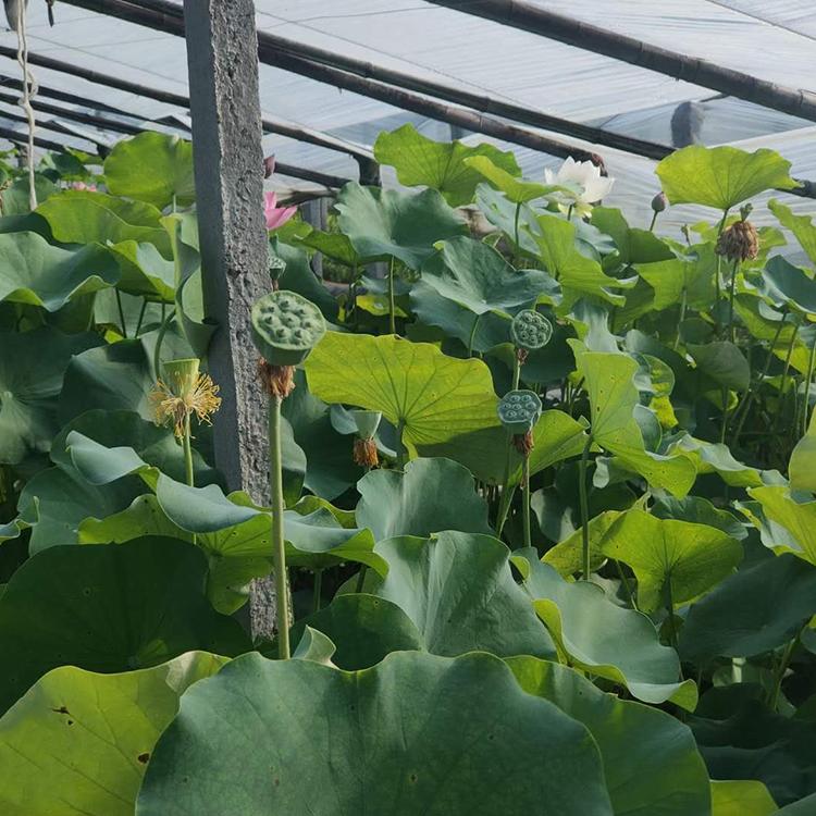 园林观赏用 大盆荷花 荷花供应商