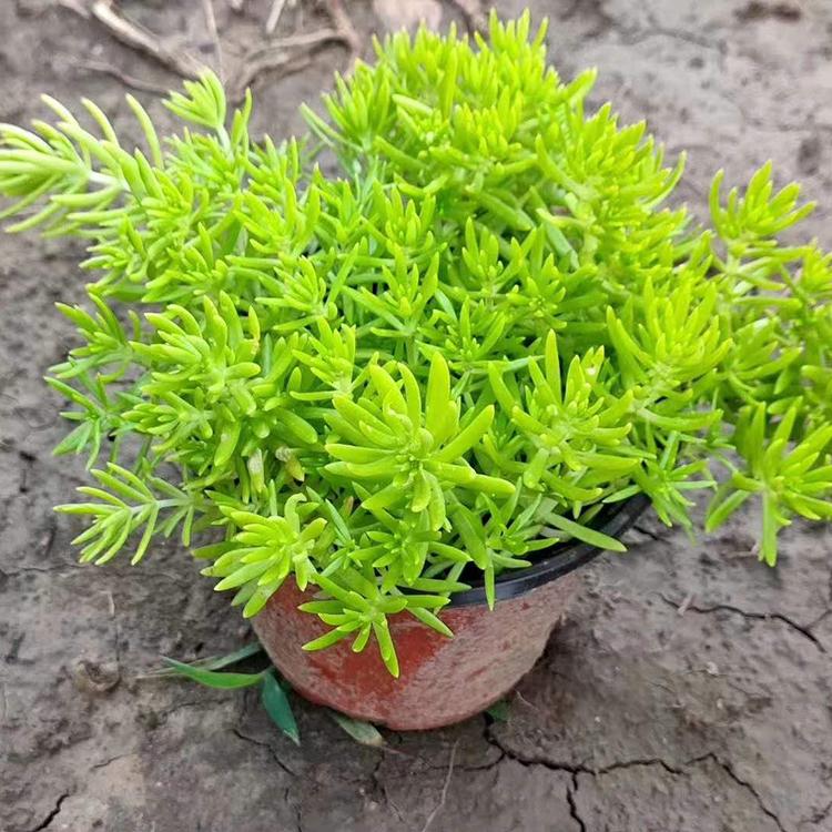 黄金佛甲草 黄金佛甲草批发商 适应性较强