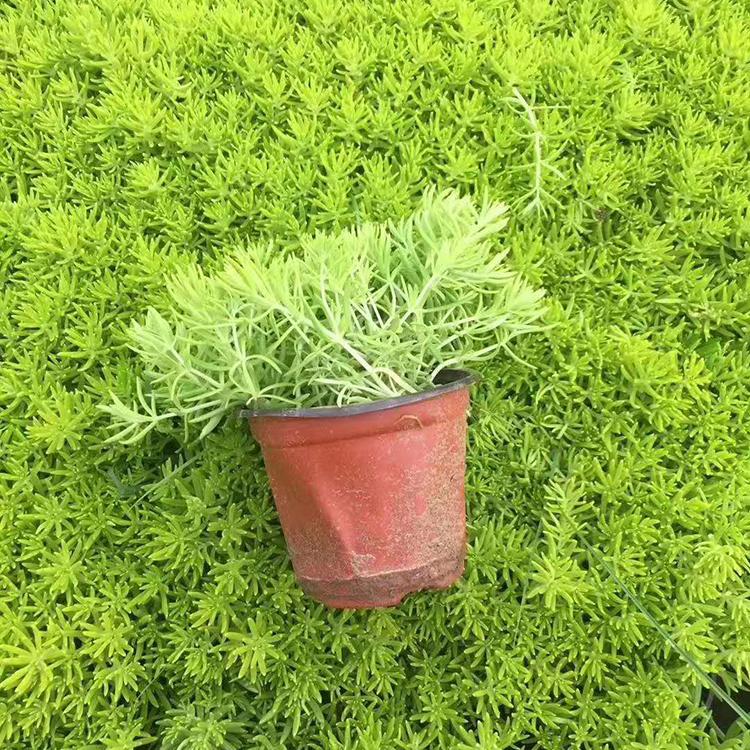 黄金佛甲草种植基地 青州花卉苗木 黄金佛甲草 适应性较强