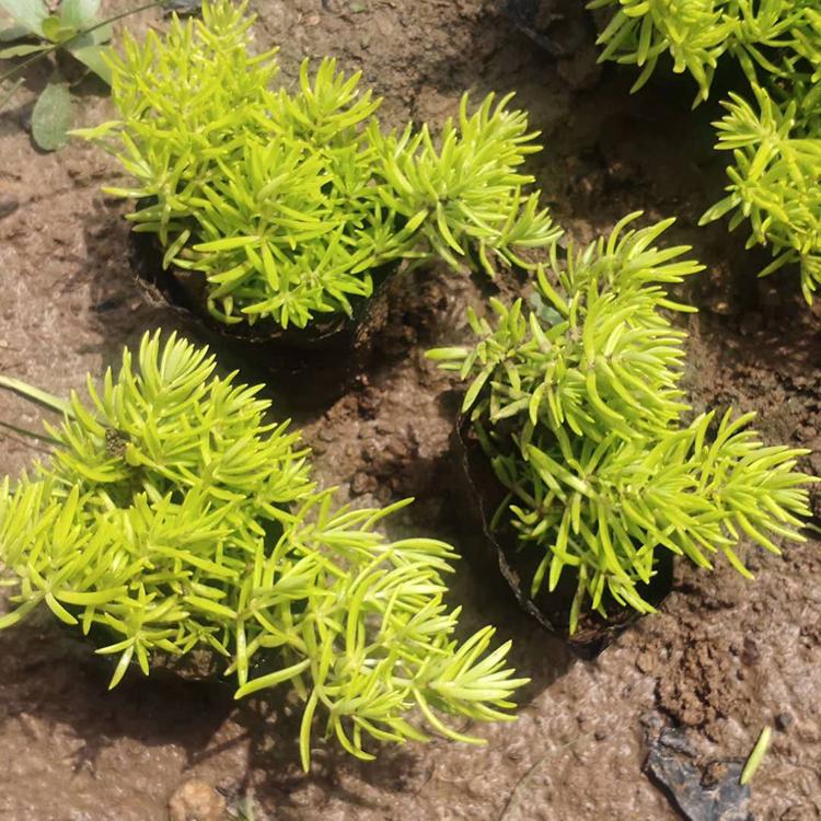 黄金佛甲草价格 山东草花 佛甲草 耐干旱能力好