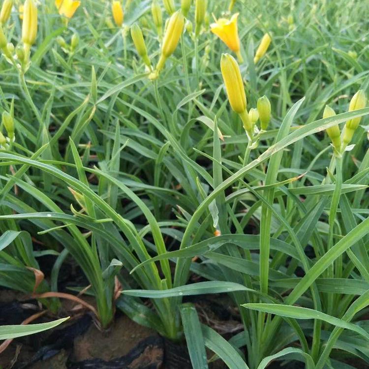 山东草花批发 应季苗木 金娃娃萱草小苗直销
