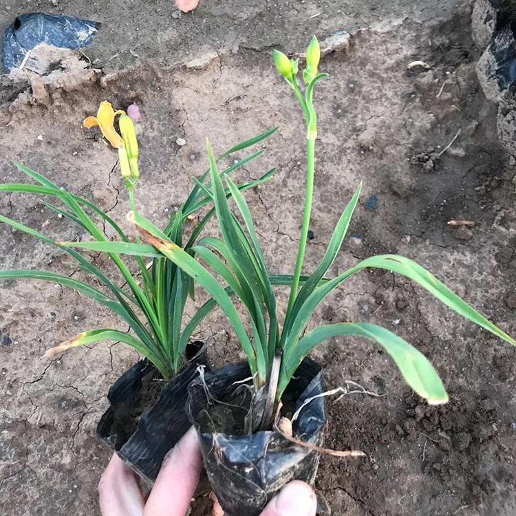青州草花 应季苗木 金娃娃萱草小苗批发