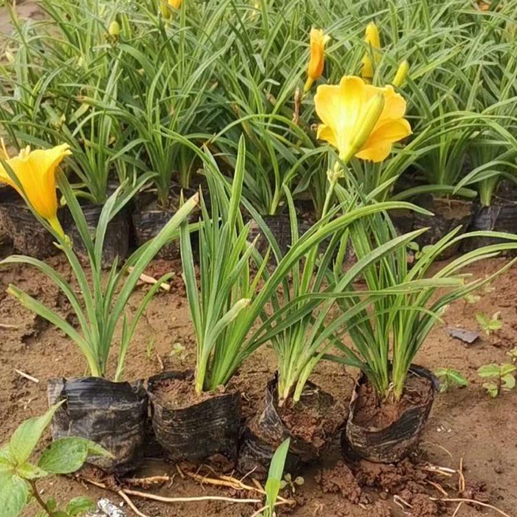 花卉苗木供应 自产自销 金娃娃萱草批发