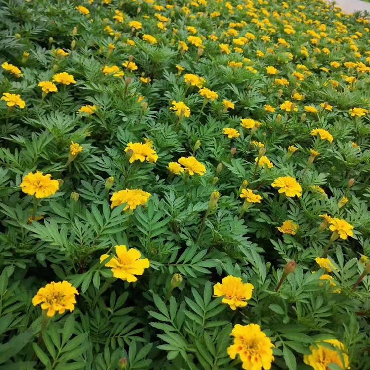 孔雀草花苗 青州草花基地 应季苗木 孔雀草种植基地