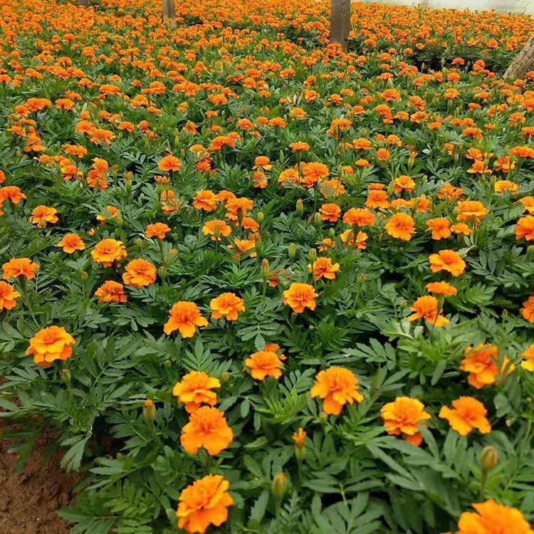 孔雀草杯苗 青州草花批发 应季苗木 孔雀草种植基地
