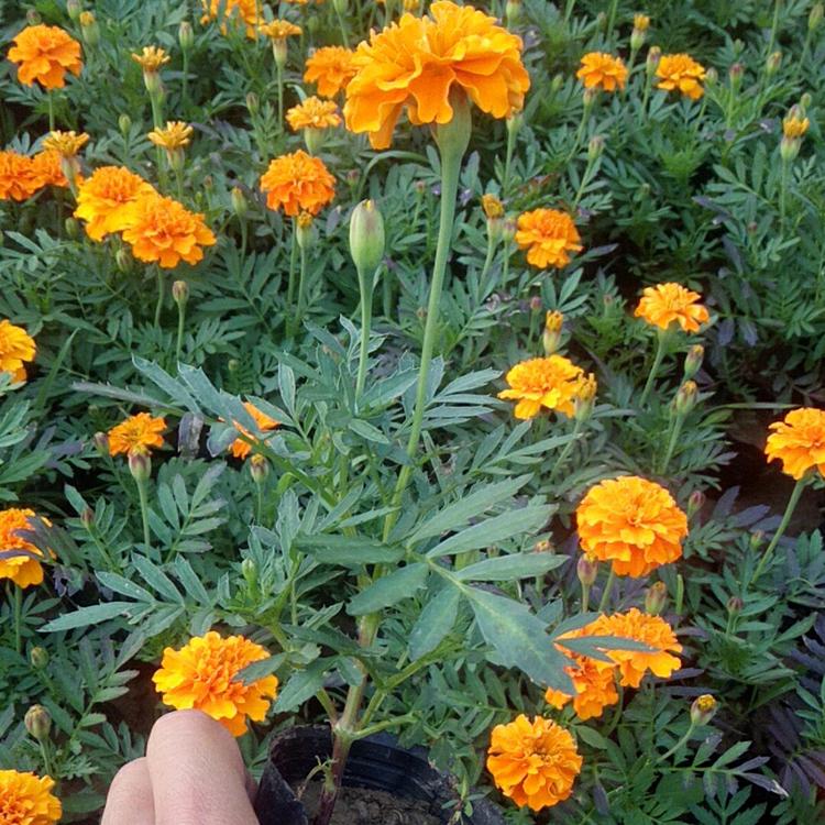 开春推荐 孔雀草 青州宿根草花 孔雀草基地