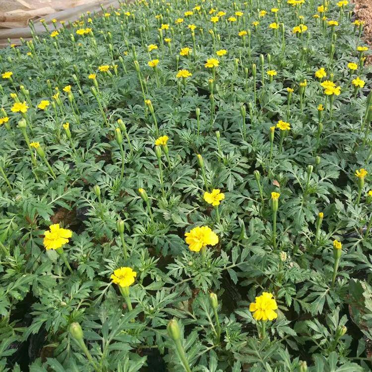 不限量发货 孔雀草 青州草花批发 孔雀草种植基地