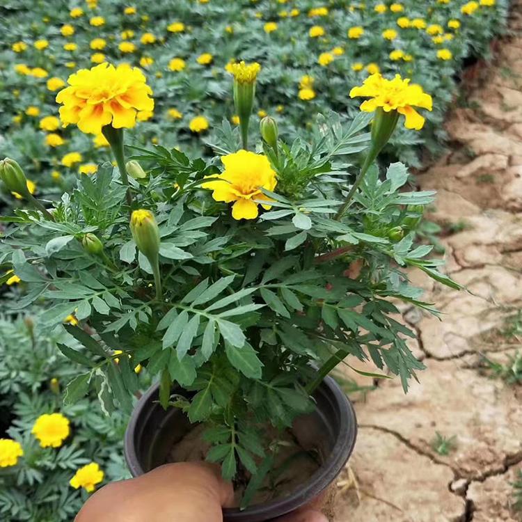 景观绿化孔雀草 青州草花价格 量大优惠 孔雀草基地