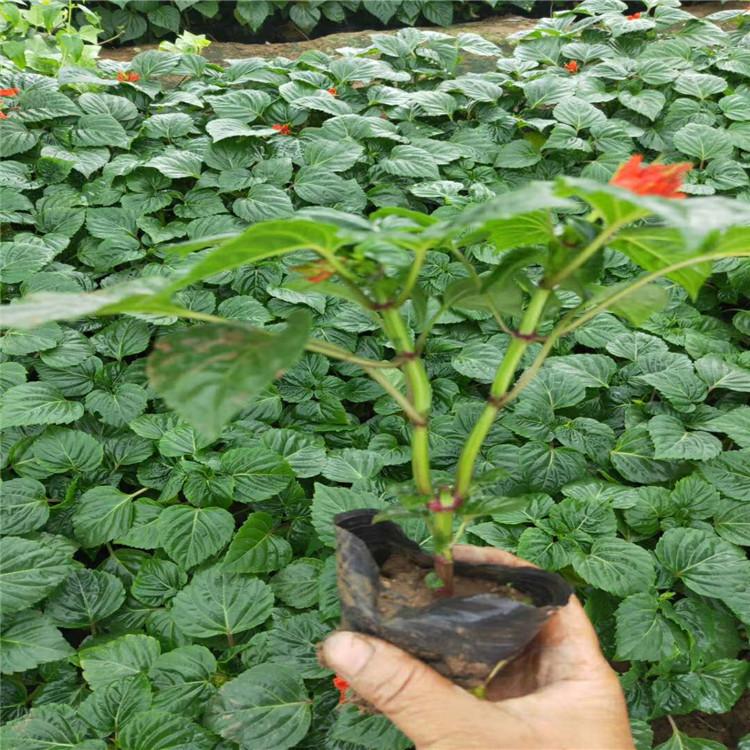 一串红小苗种植基地  绿化用苗一串红  一串红批发报价