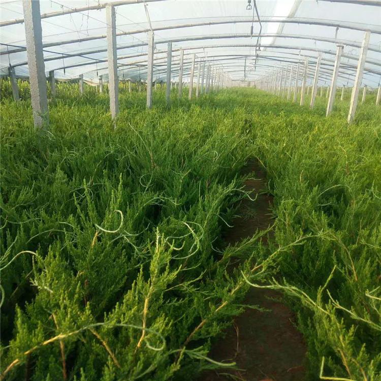 绿化用小龙柏  小龙柏种植基地批发报价